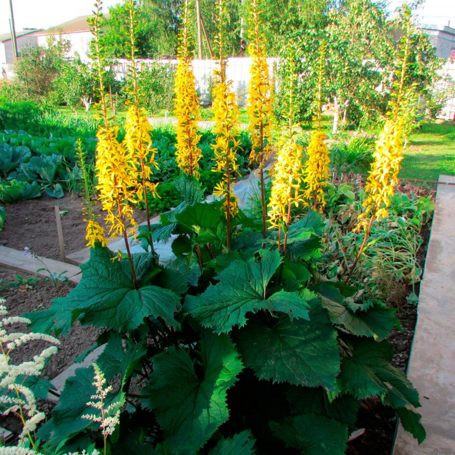 Бузульник Пржевальского рокет