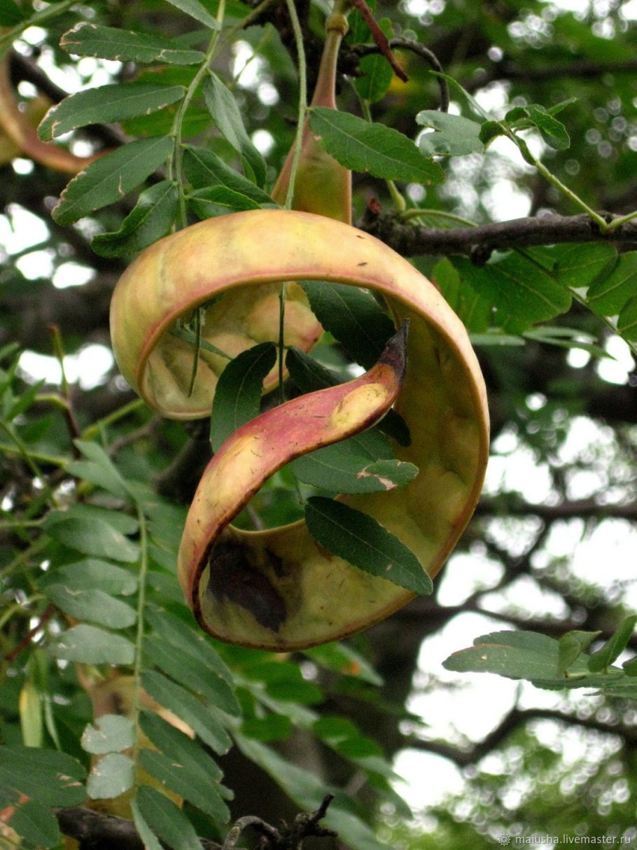 Гледичия Акация плод