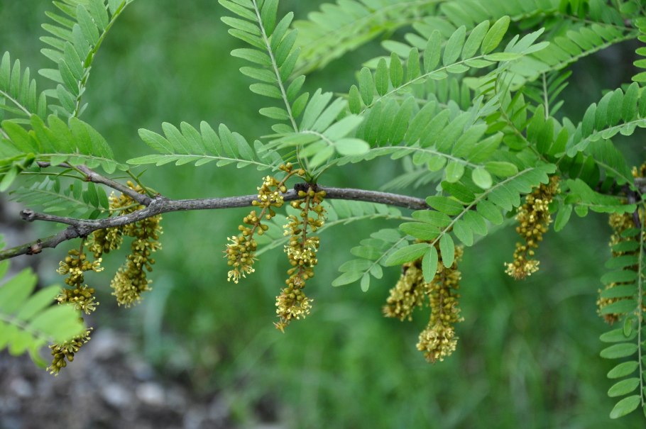 Гледичия обыкновенная Gleditsia triacanthos