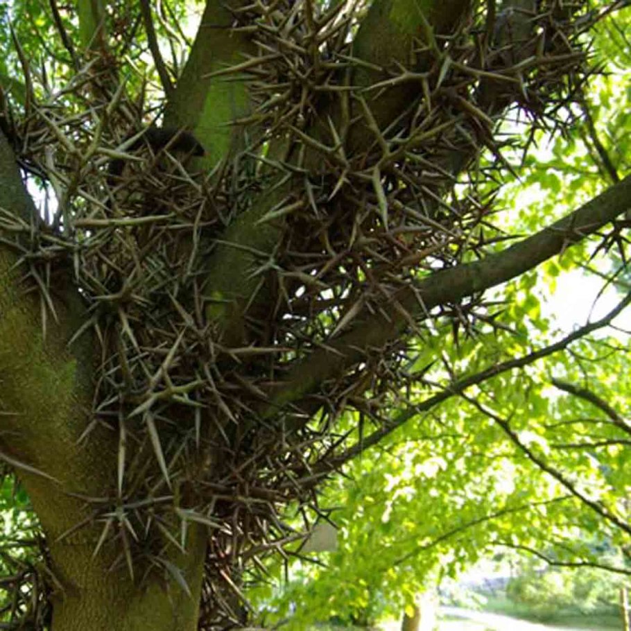 Акация колючая гледичия