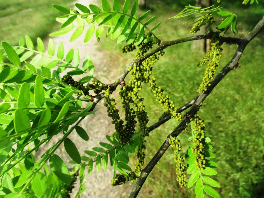 Гледичия обыкновенная (трехколючковая)