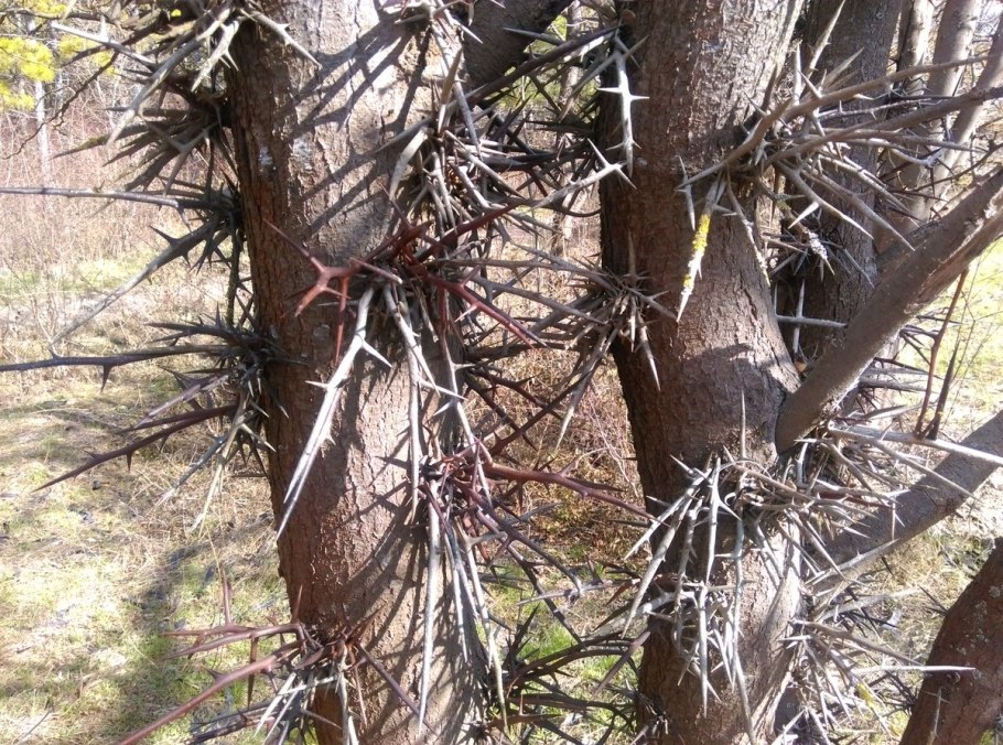 Акация камеденосная шипы