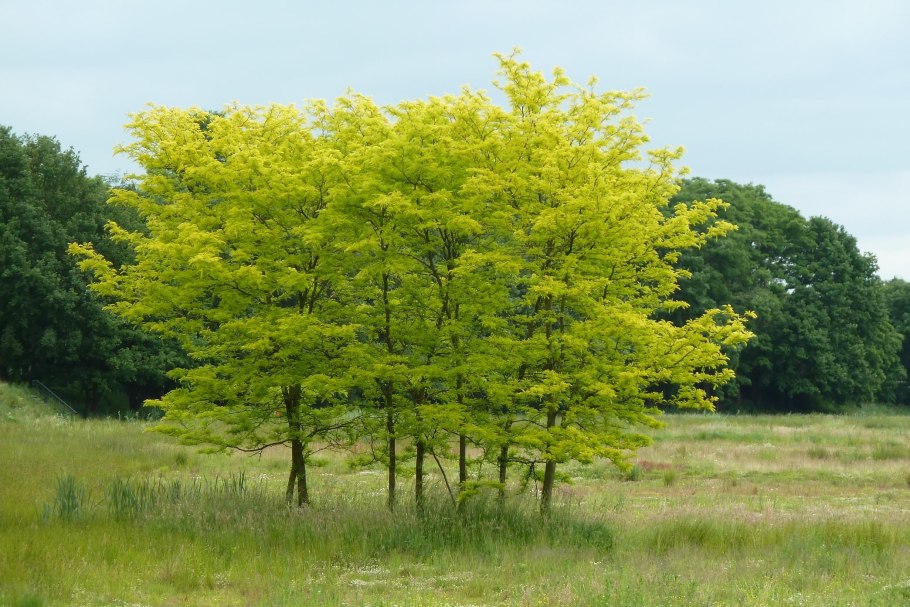 Gleditsia triacanthos дерево