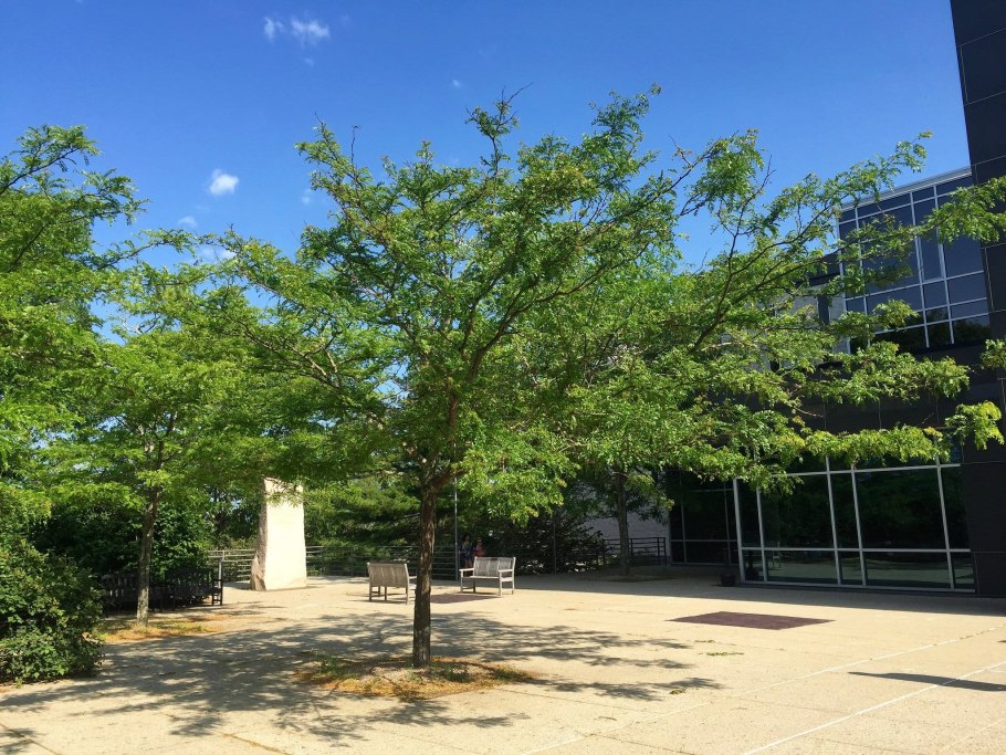 Глядичия 3 колючковая