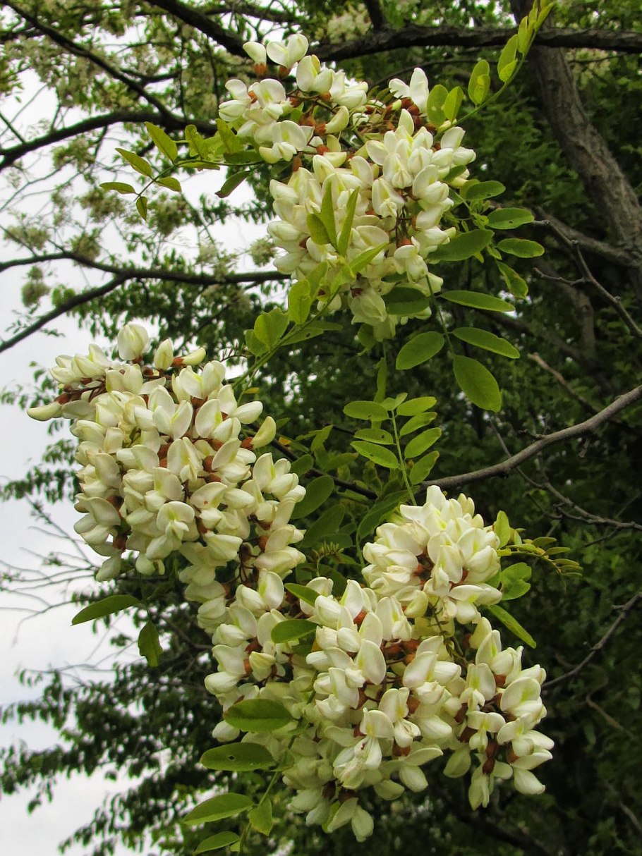 Акация гледичия белая