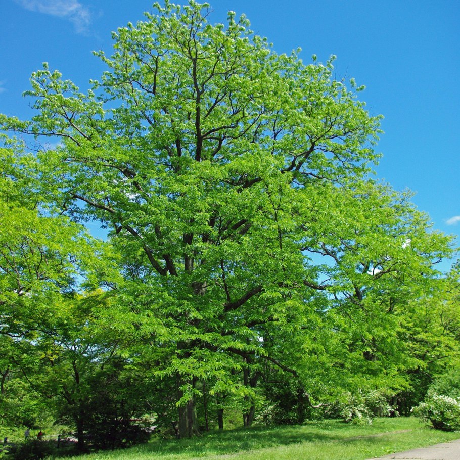 Gleditsia sinensis