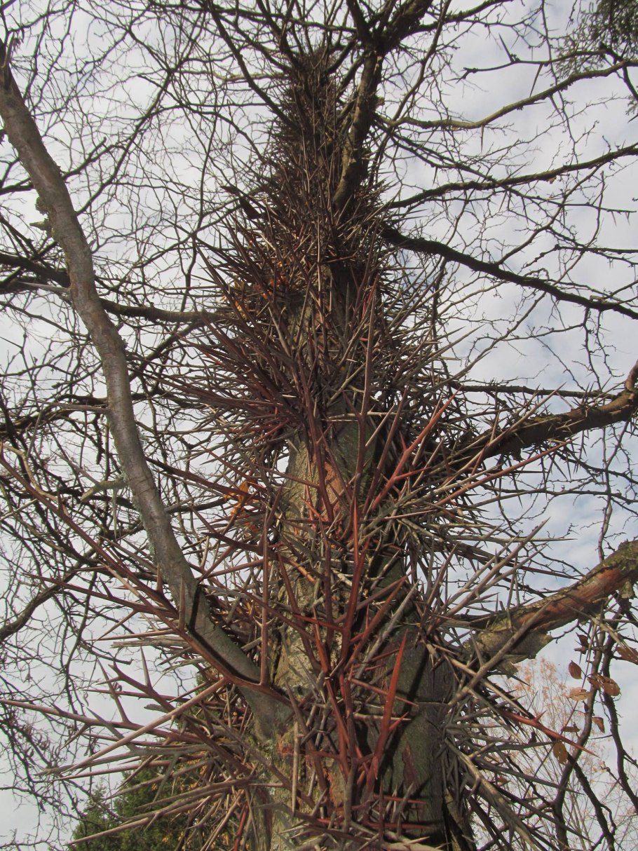 Гледичия трёхколючковая