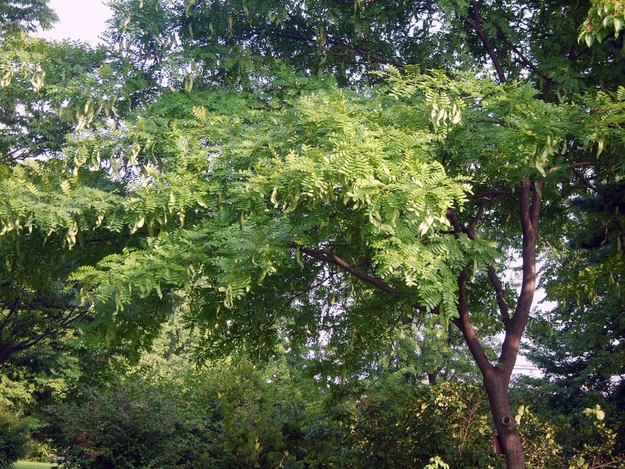 Gleditsia japonica