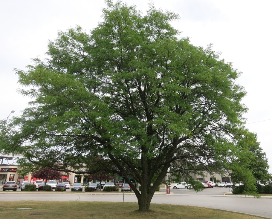 Гледичия обыкновенная дерево