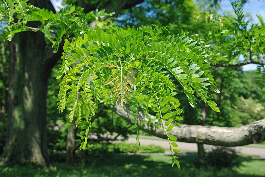 Гледичия трёхколючковая (Gleditsia triacanthos)