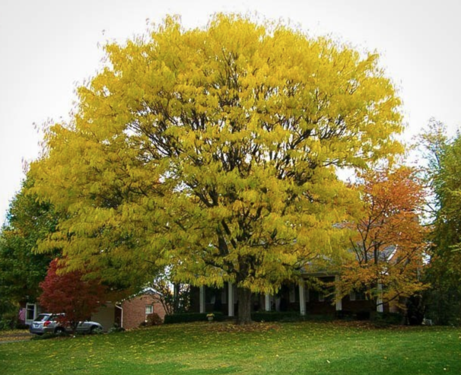 Гледичия обыкновенная дерево