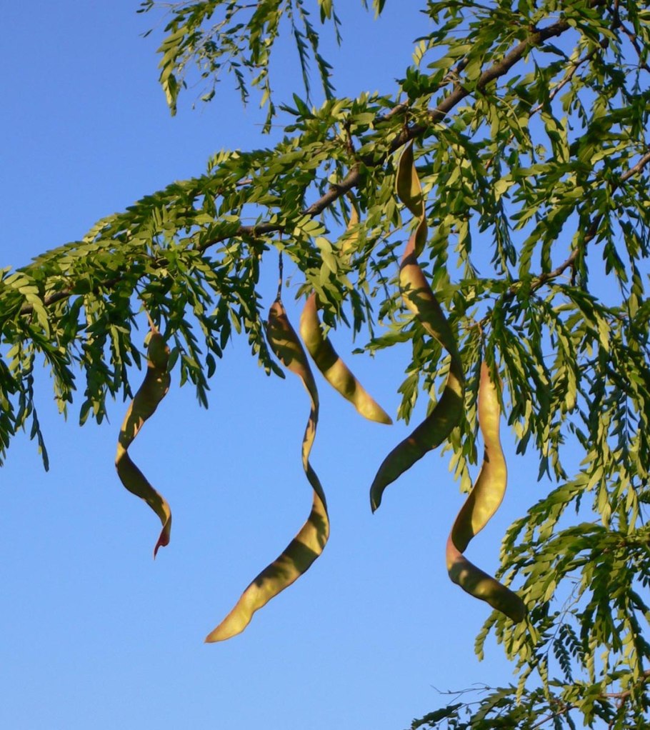 Гледичия обыкновенная кора