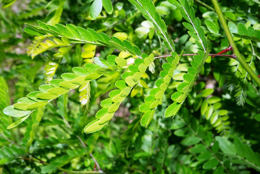 Гледичия Акация