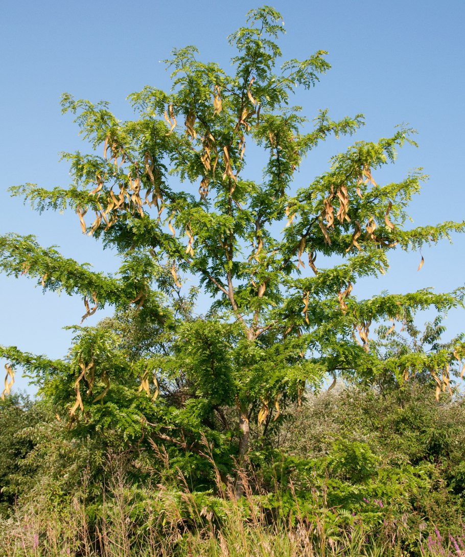 Гледичия трёхколючковая (Gleditsia triacanthos)