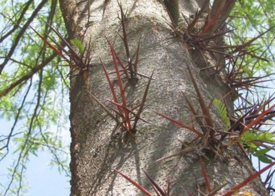 Гледичия трёхколючковая