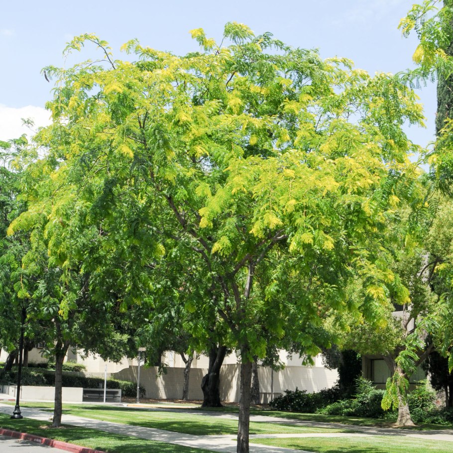 Гледичия трёхколючковая (Gleditsia triacanthos)