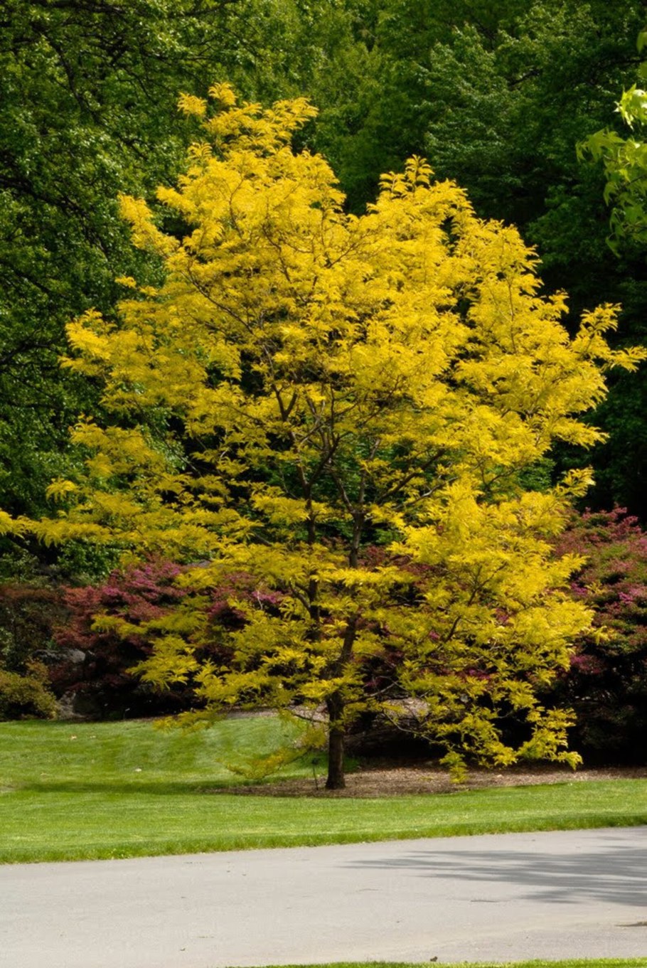 Гледичия обыкновенная Gleditsia triacanthos