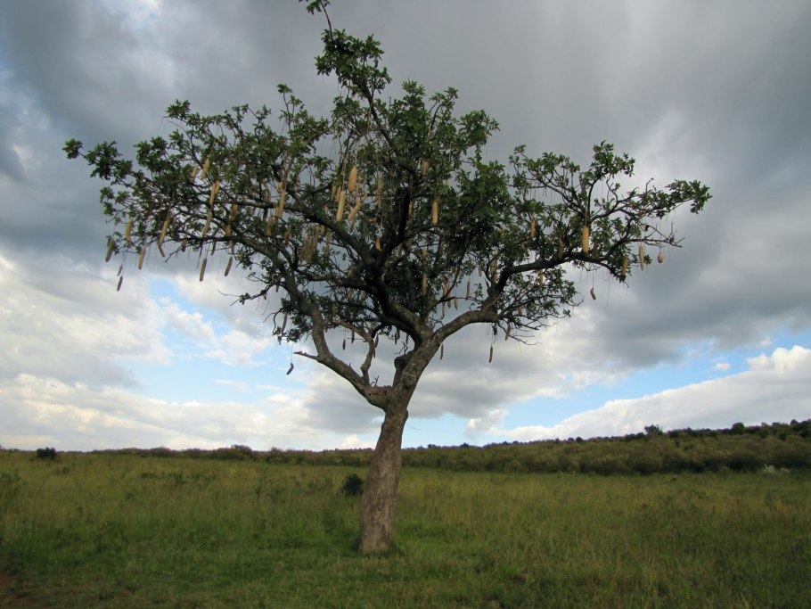 Кеня Акация