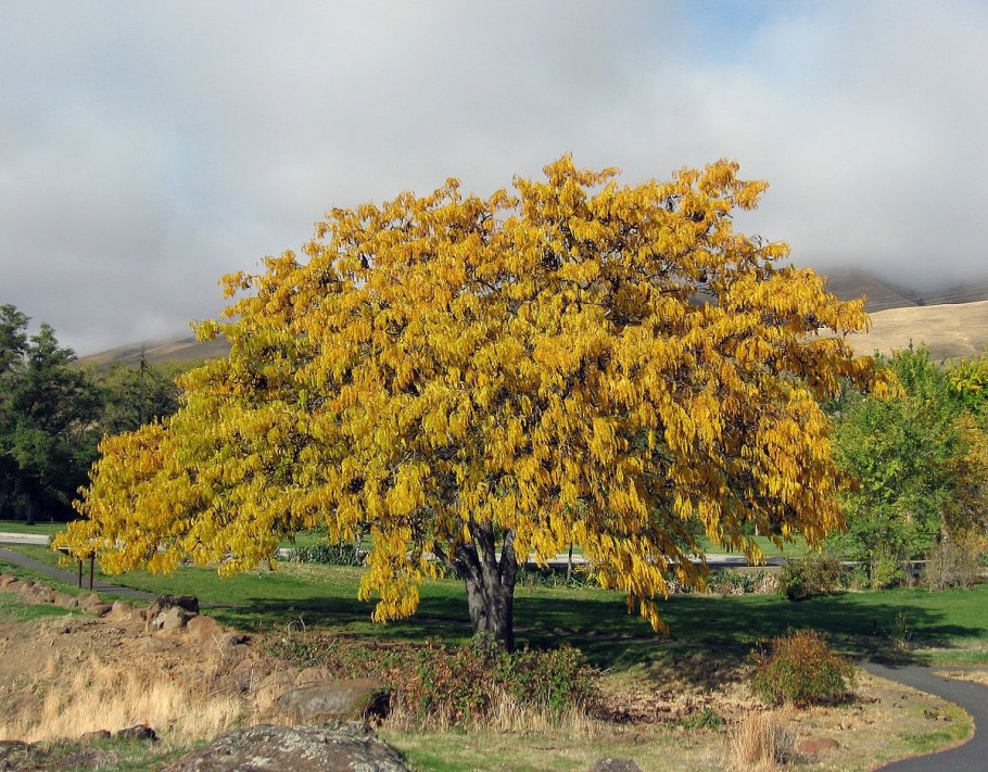 Гледичия трёхколючковая (Gleditsia triacanthos)