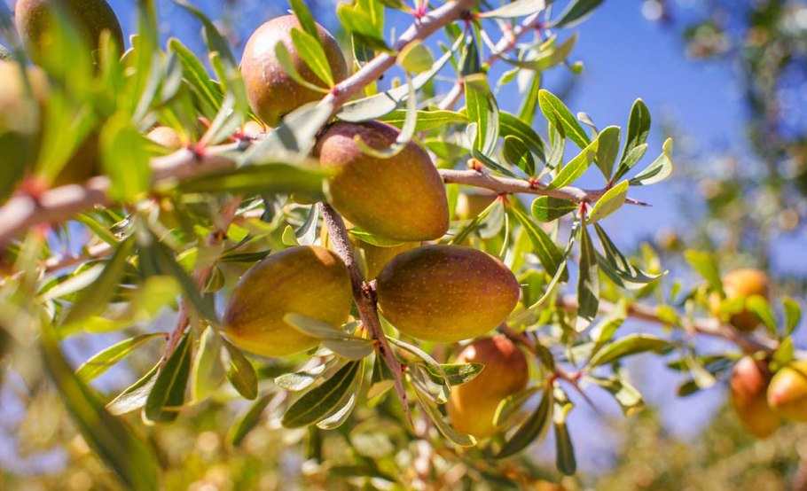 Аргановое дерево Марокко