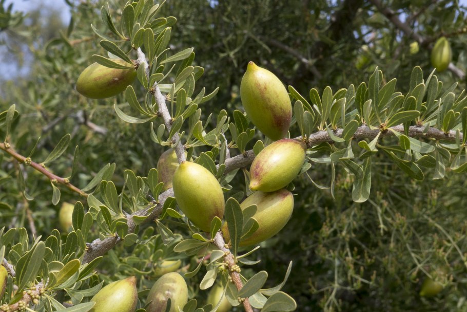 Аргания колючая