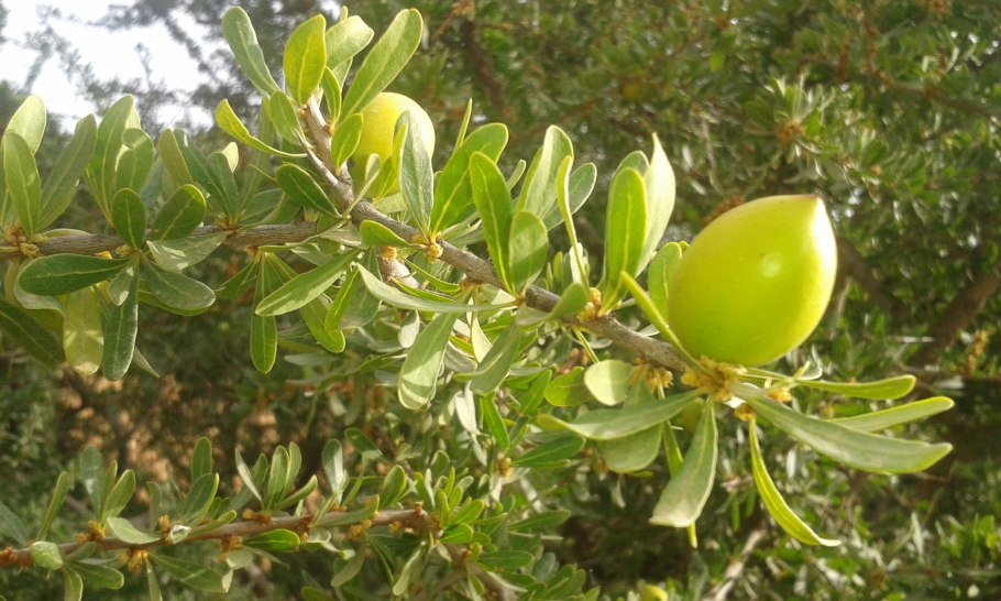 Аргания колючая