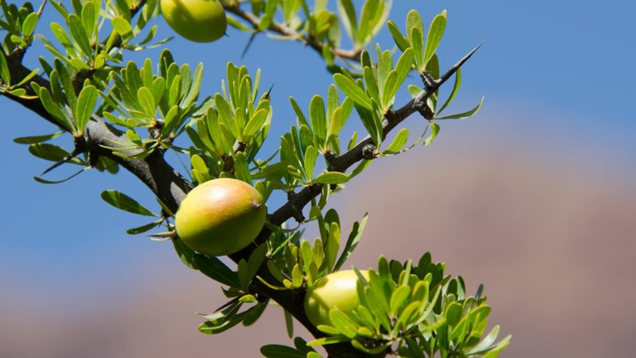 Аргания дерево