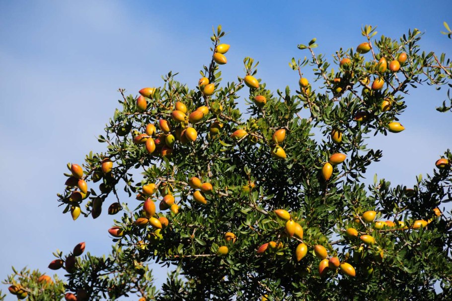 Аргания колючая