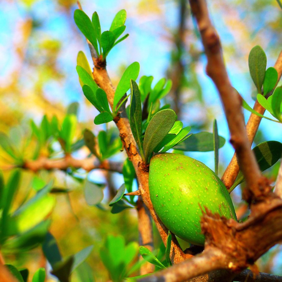 Аргания колючая