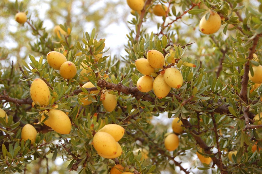 Аргания колючая