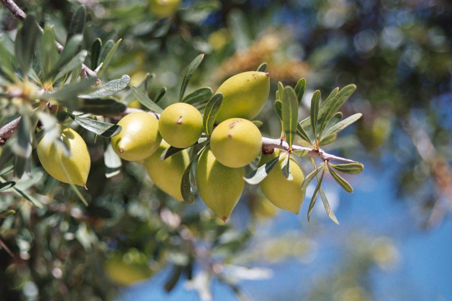Цветущее дерево арганы