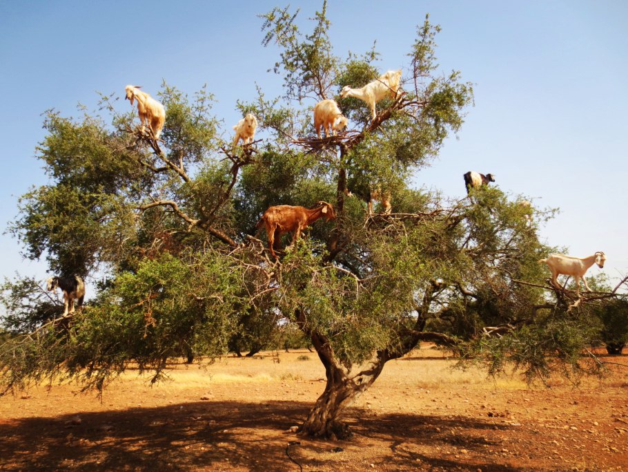 Деревья аргании в Марокко
