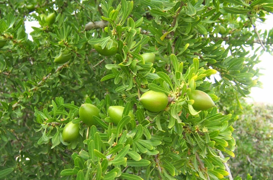 Аргания колючая