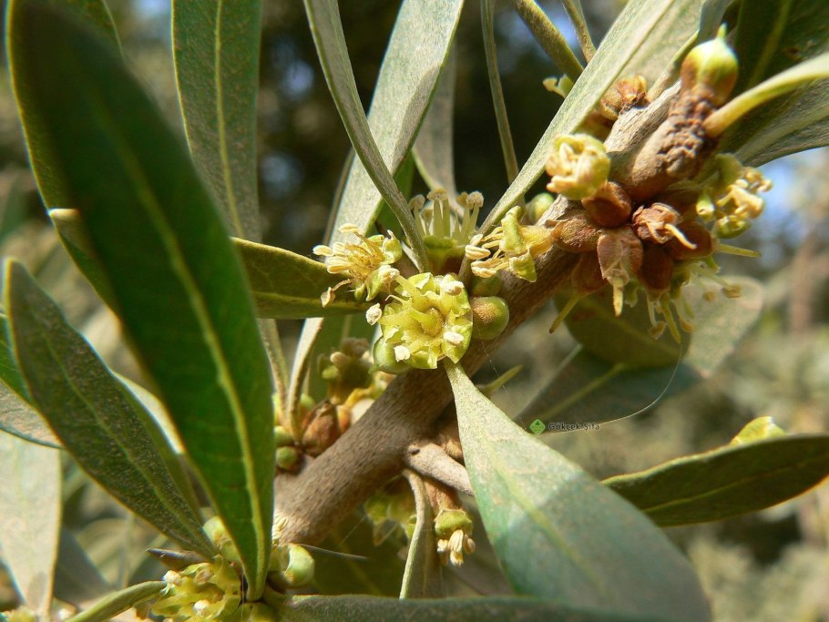 Аргания колючая