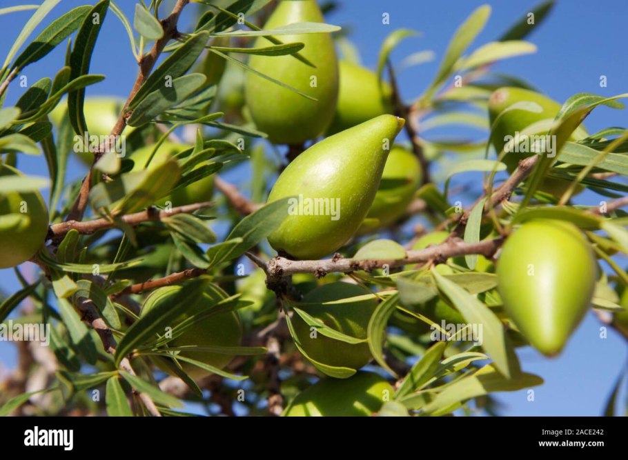 Аргания Спиноза