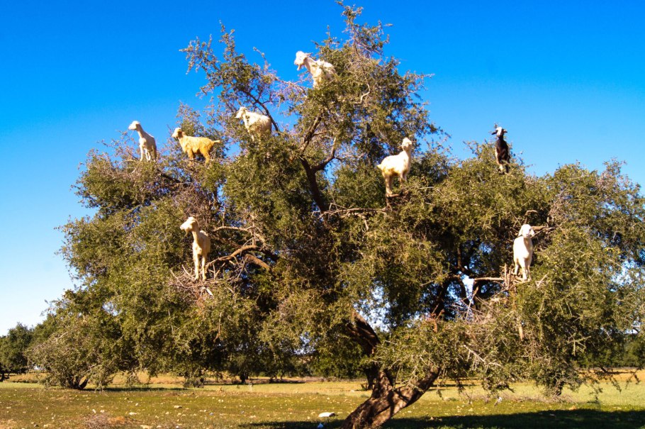 Деревья аргании в Марокко