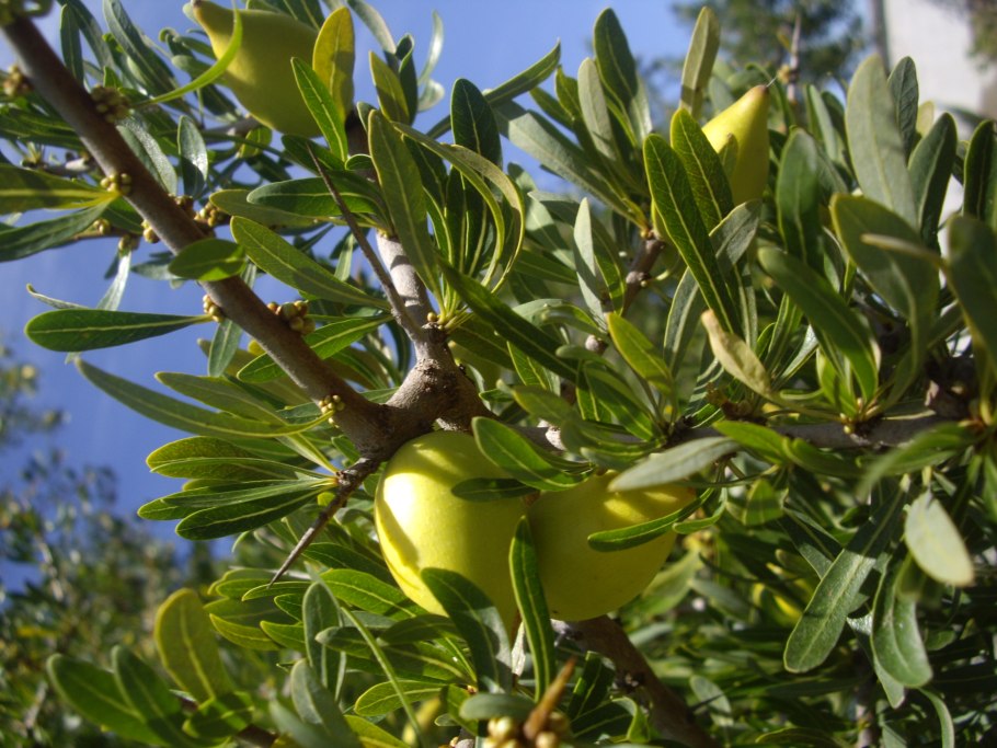 Аргановое дерево