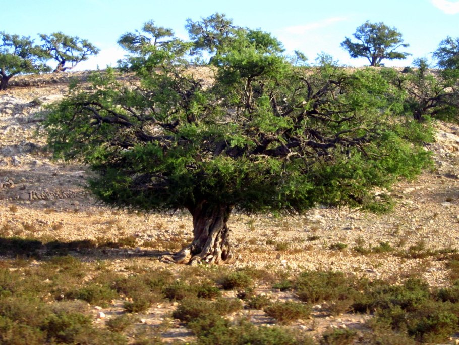 Аргановые деревья Марокко