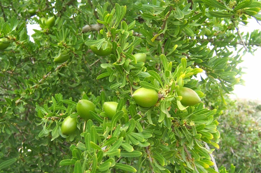 Аргания орех