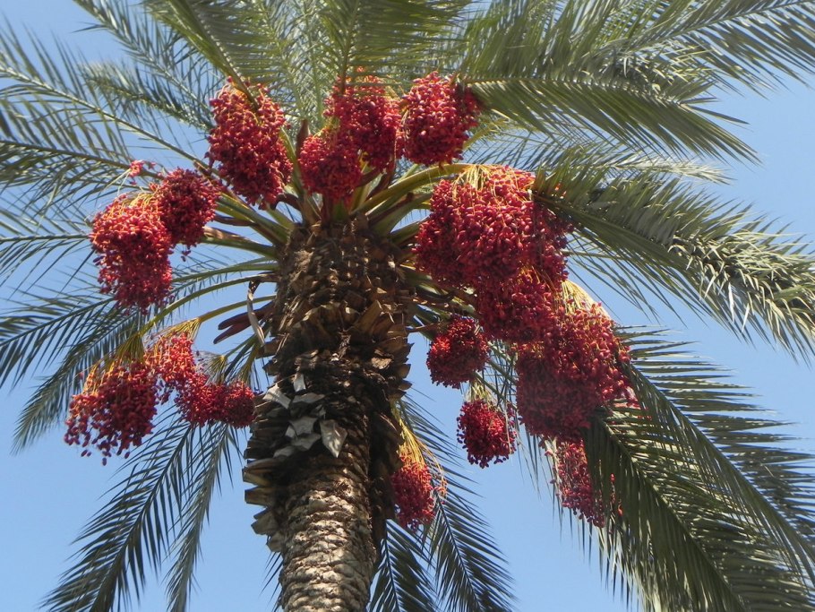 Королевская финиковая Пальма