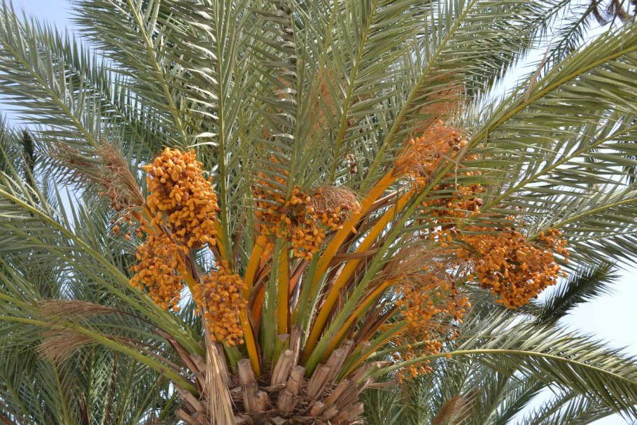 Карликовая финиковая Пальма