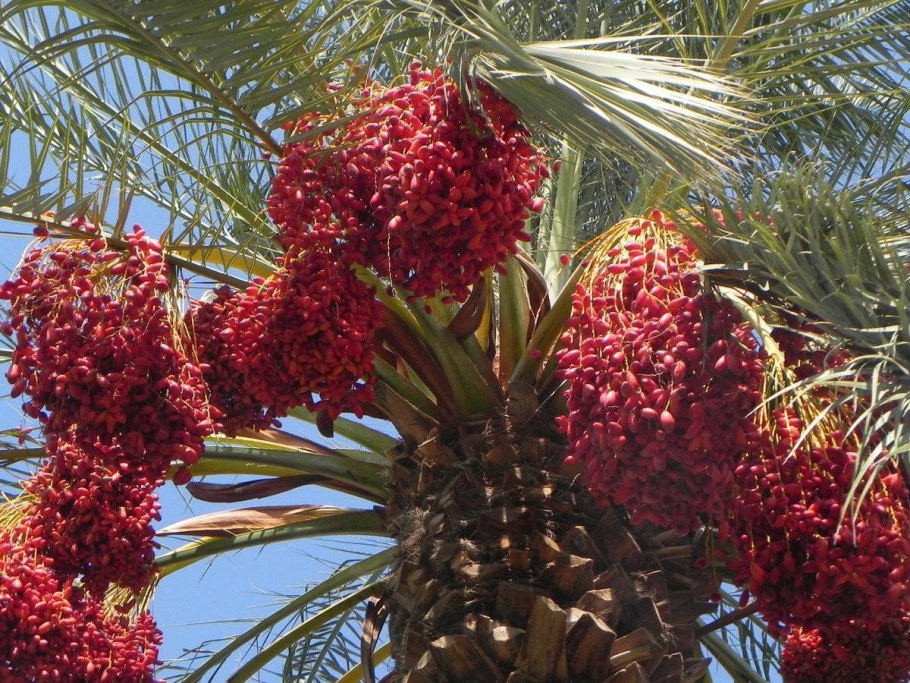 Плоды финиковой пальмы