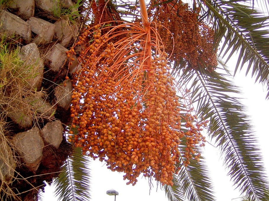 Финиковая Пальма зеленые