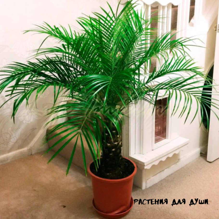 Финик робелена