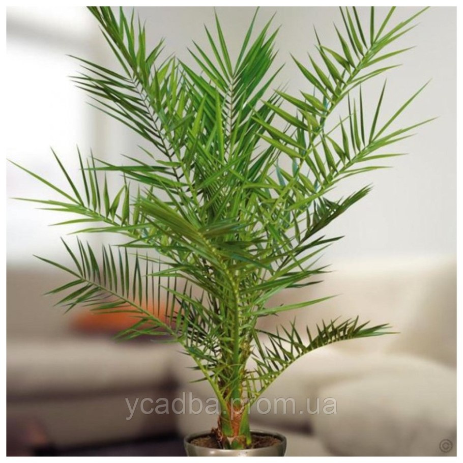 Финиковая Пальма (финик пальчатый)