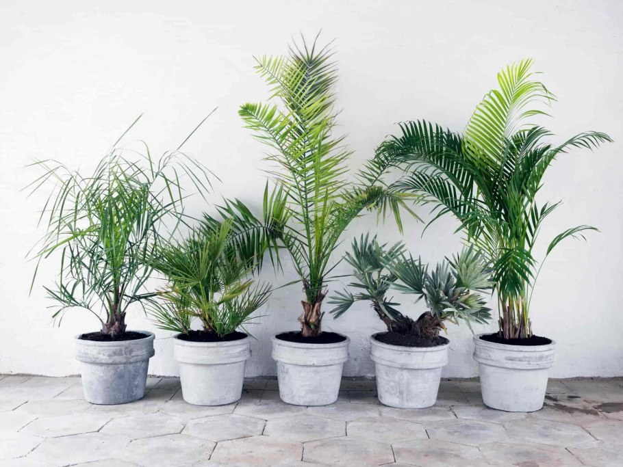 Финик Канарский d14