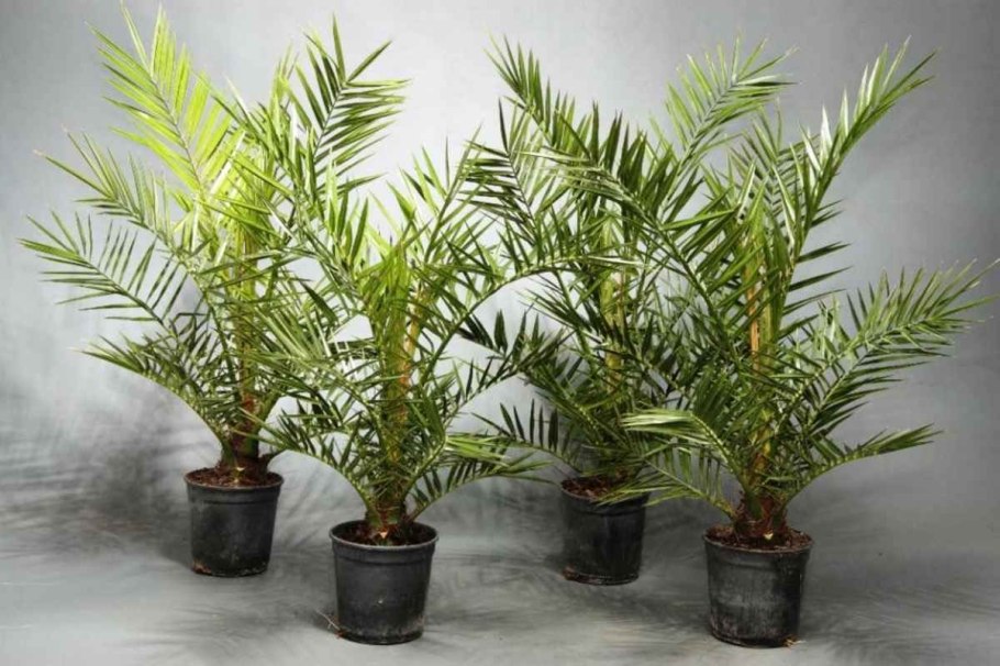 Пальма финик Канарский Луксор