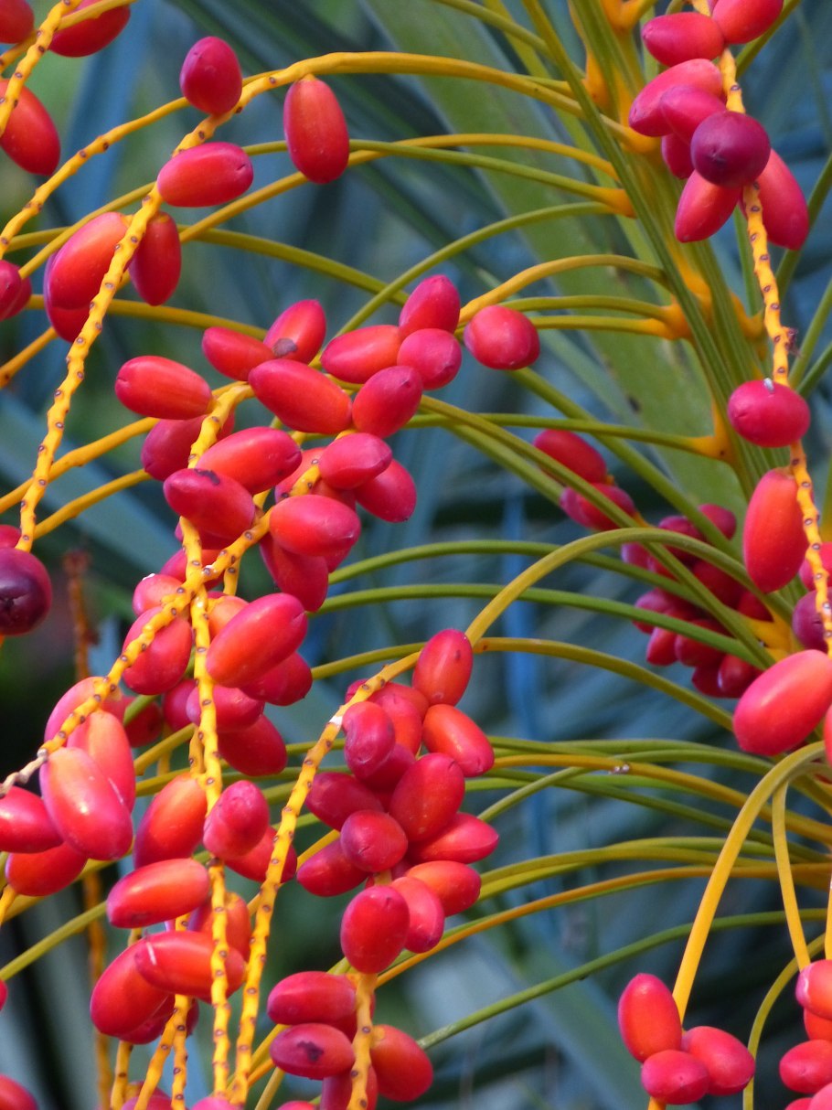 Финик робелини