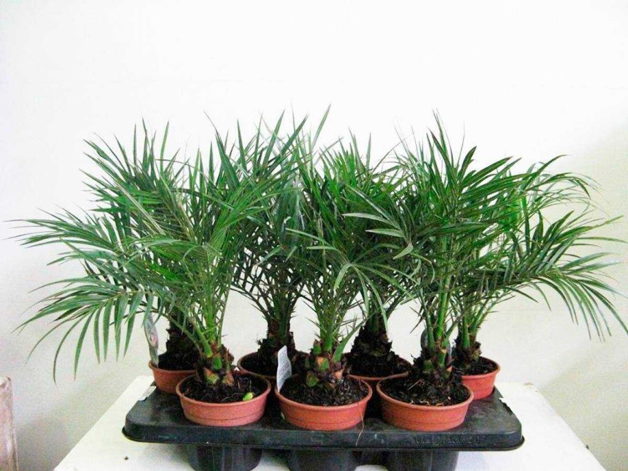 Финиковая пальма комнатное растение