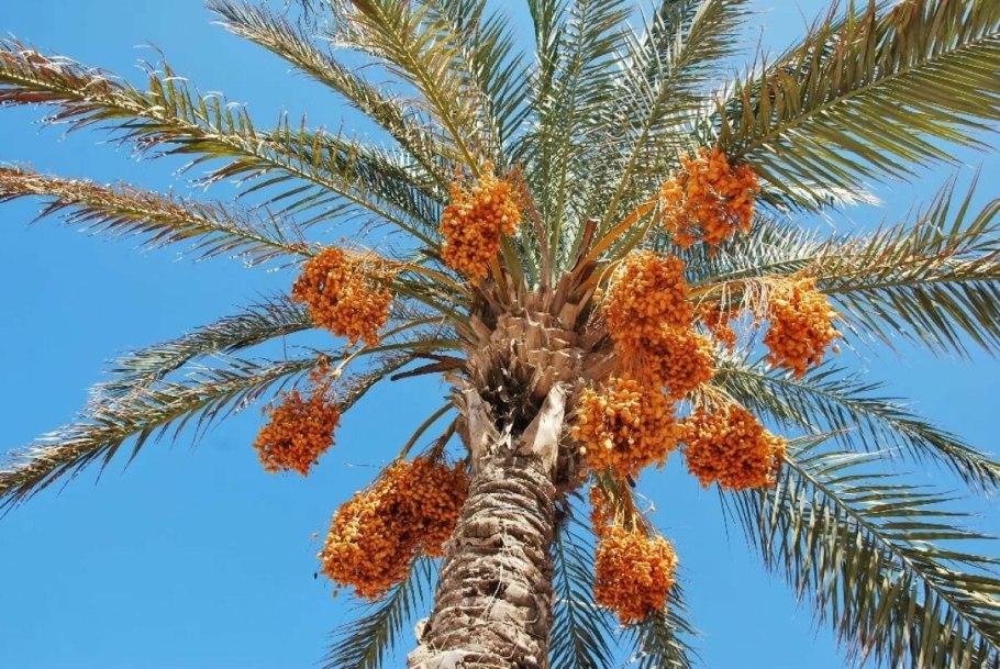 Финиковая Пальма